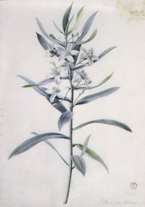 花卉作品，18世纪